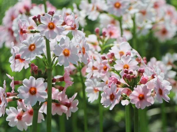 Pflegeleichte blühende und immergrüne Schattenpflanzen für den Garten primula japonica rosa weiß