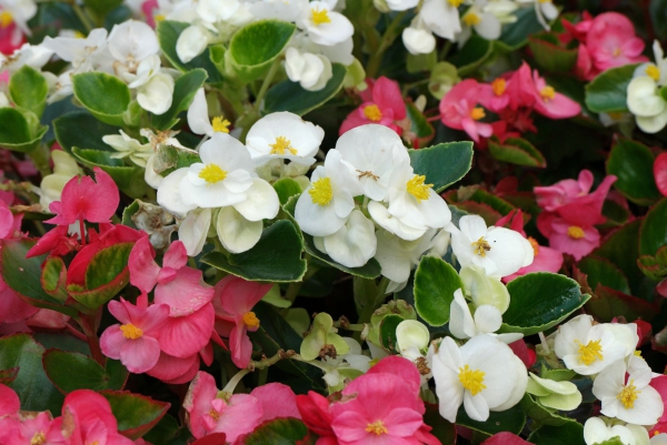 Pflegeleichte blühende und immergrüne Schattenpflanzen für den Garten schiefblatt begonia rosa weiß