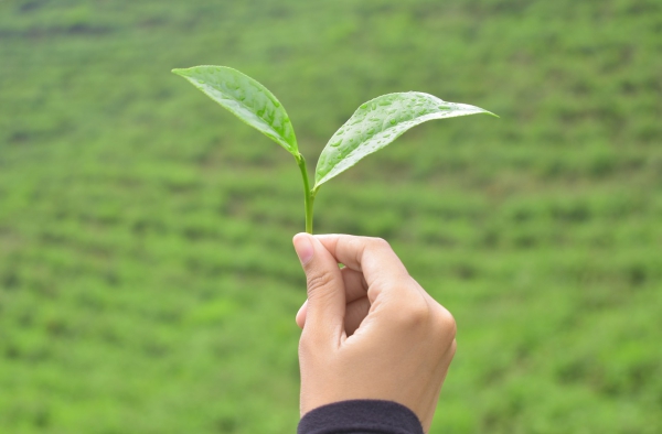 Sencha Tee – Besonderheiten, gesundheitliche Vorteile und Zubereitung grüner tee auf dem feld