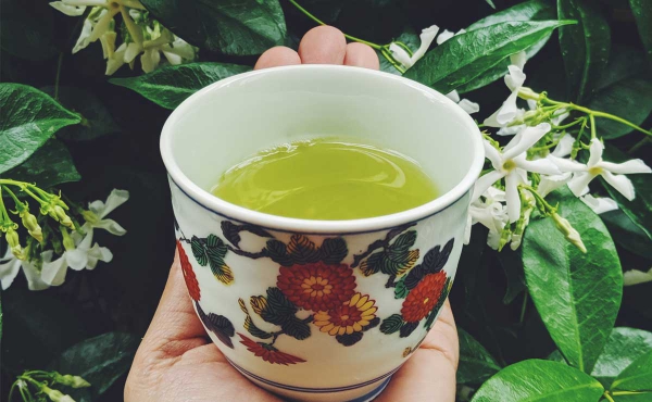 Sencha Tee – Besonderheiten, gesundheitliche Vorteile und Zubereitung tee in keramik vor jasmin busch