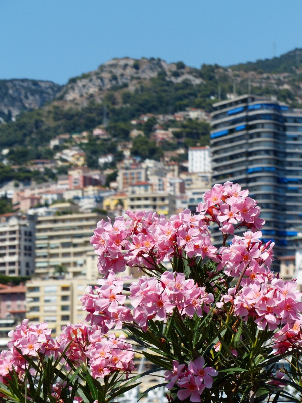 Oleander Pflege Tipps und Wissenswertes über die Schönheit aus dem Mittelmeer nerium in großstadt balkon