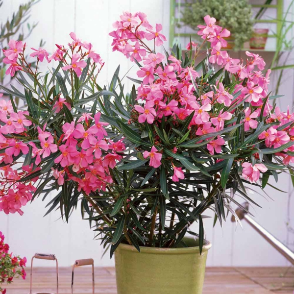 Oleander Pflege Tipps und Wissenswertes über die Schönheit aus dem Mittelmeer nerium in topf rosa blüten