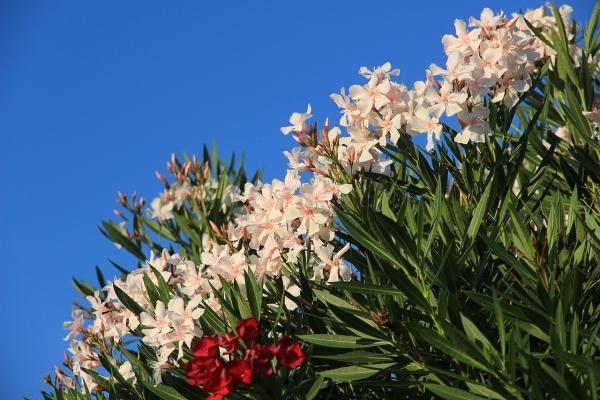 Oleander Pflege Tipps und Wissenswertes über die Schönheit aus dem Mittelmeer nerium weiß und rot deko