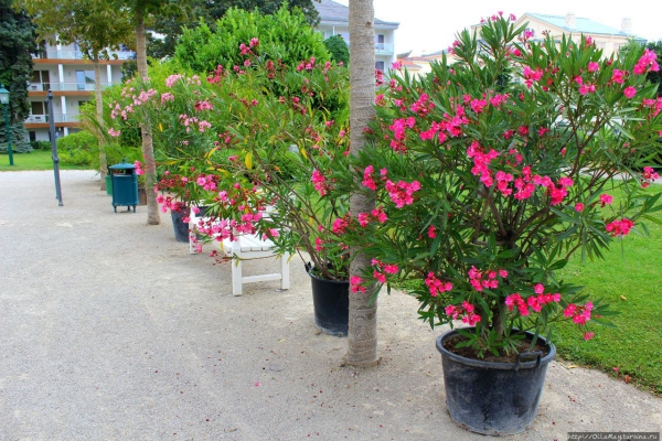 Oleander Pflege Tipps und Wissenswertes über die Schönheit aus dem Mittelmeer pation nerium pflanzen deko