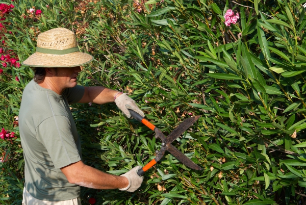 Oleander Pflege Tipps und Wissenswertes über die Schönheit aus dem Mittelmeer richtig trimmer nerium pflanze