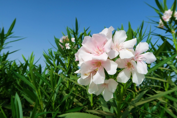 Oleander Pflege Tipps und Wissenswertes über die Schönheit aus dem Mittelmeer weiße blüten nerium busch