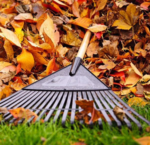 Rasenpflege im Herbst – wichtige Hinweise und Tipps herbstblätter laub sammeln