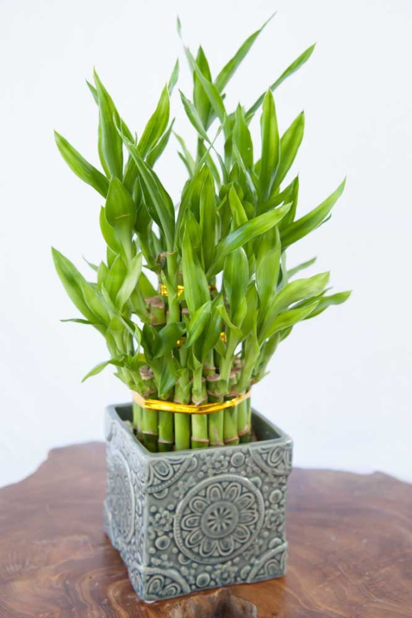 Glücksbambus - Blumen Vase tolle Ideen