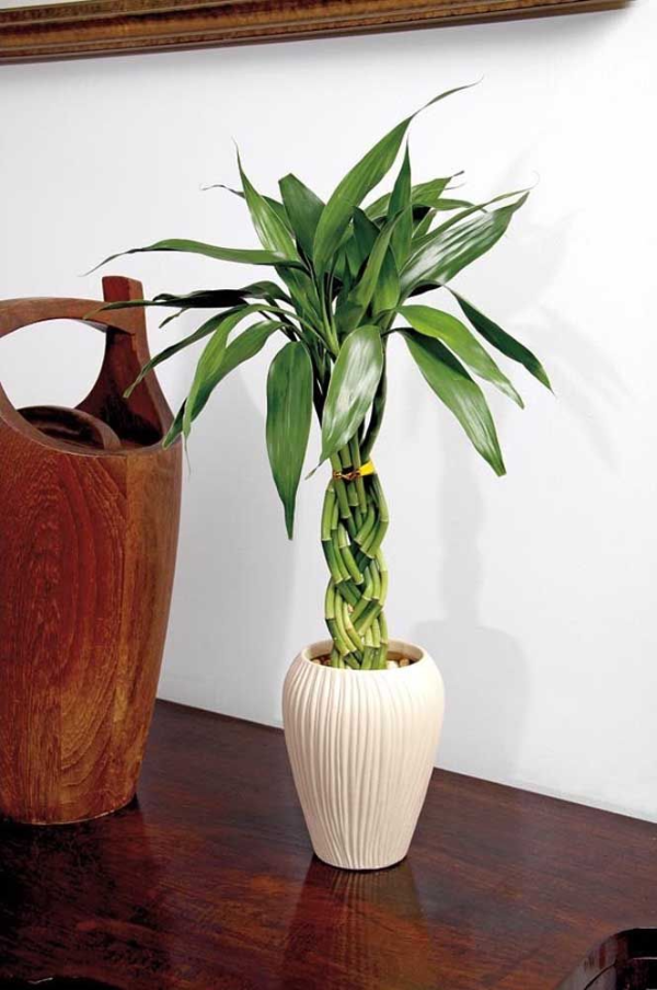 Glücksbambus - kleine Vase mit Kies