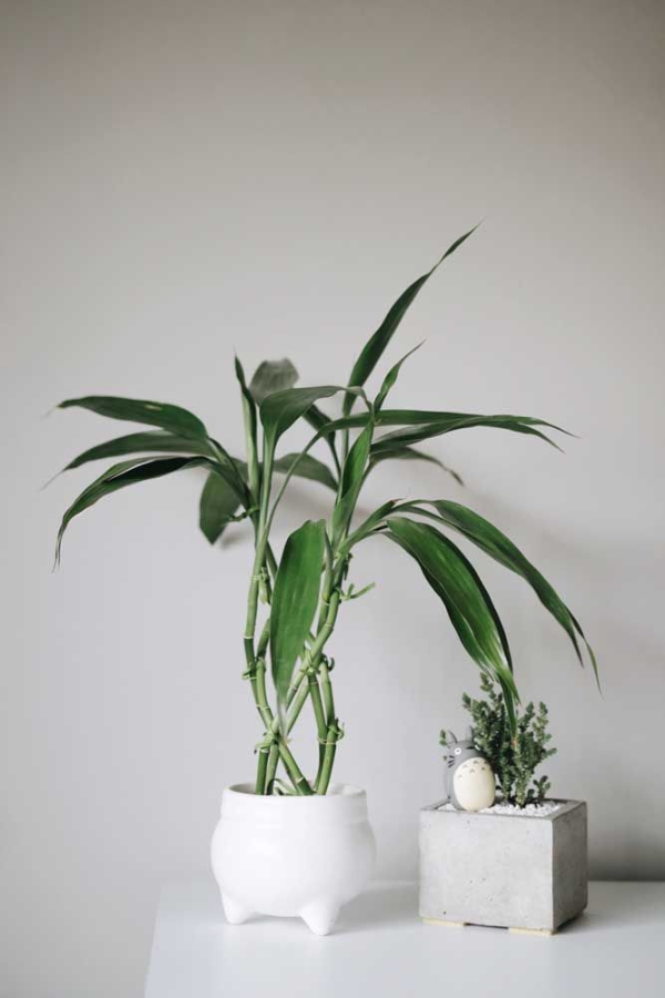Glücksbambus - minimalistische Pflanzen Ideen