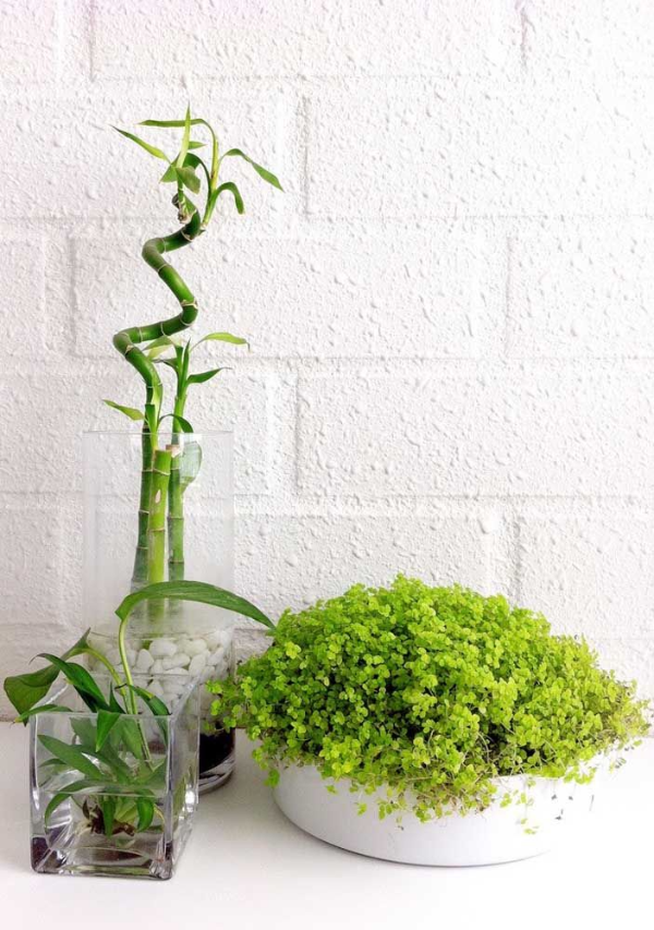 Glücksbambus - schöne dekorative Pflanzen - Pflanzen Ideen