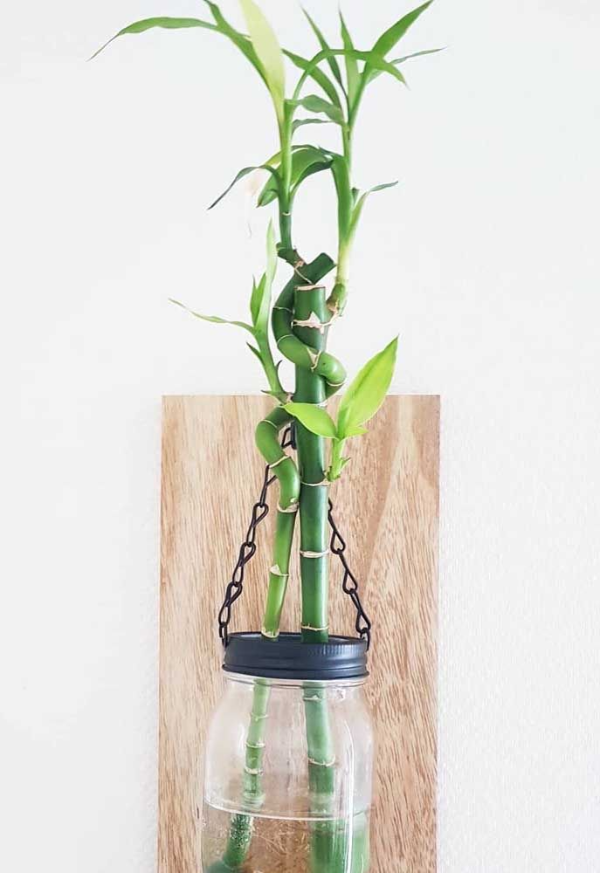 Pflanze in einer Vase Glücksbambus