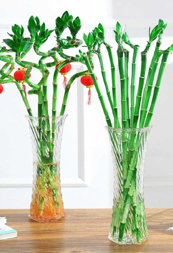 Vasen mit Pflanzen Deko Glücksbambus