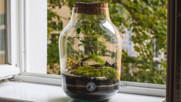 Biotop im Glas - Idee fürs Fenster