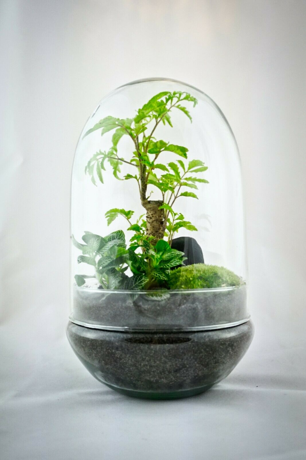 Biotop im Glas - wunderbare Ideen - Minimalismus