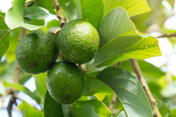 avocado nährstoffe avocado baum herkunft
