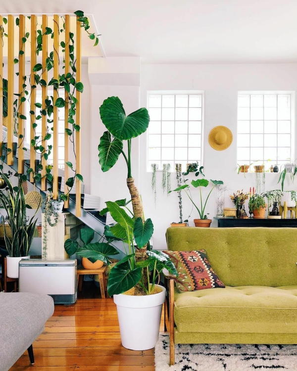 großblättrige pflanzen Alocasia wohnzimmer frisch dekorieren ideen