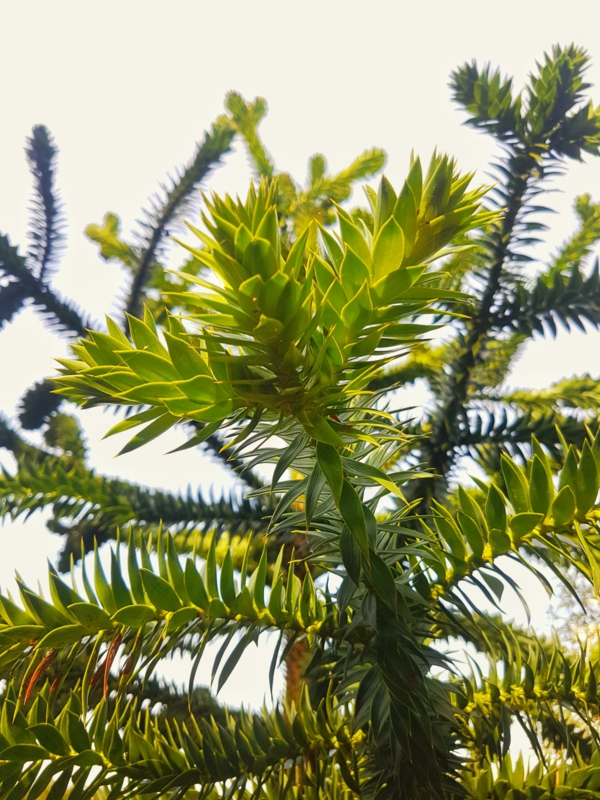 immergrüne gartenpflanzen Araucaria araucana affenschwanzbaum