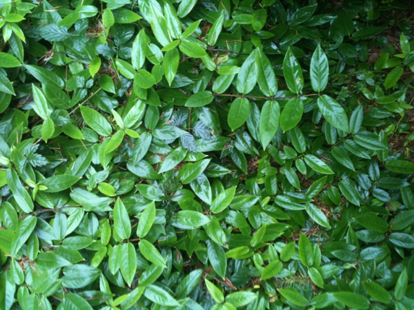 immergrüne gartenpflanzen Lonicera acuminata blätter