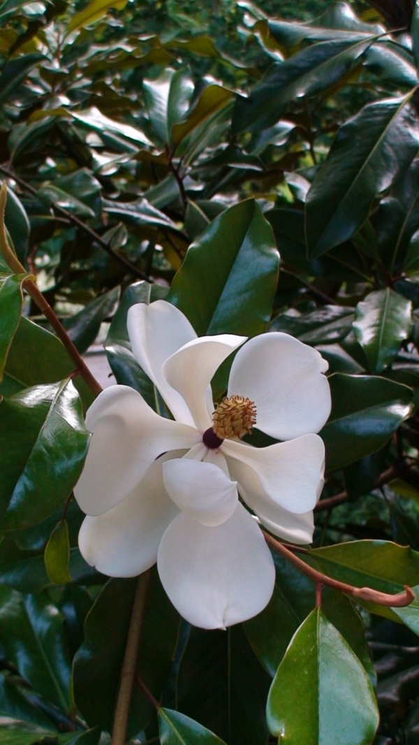 immergrüne gartenpflanzen Magnolia grandiflora immergrüne magnolie