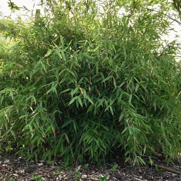 immergrüne gartenpflanzen schirmbambus Fargesia murielae