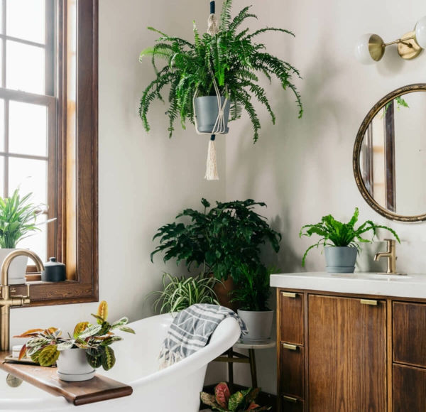 immergrüne zimmerpflanzen farn hängepflanzen badezimmer dekorieren