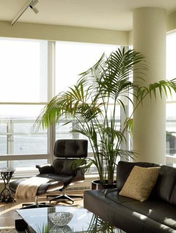 immergrüne zimmerpflanzen kentia palme wohnzimmer