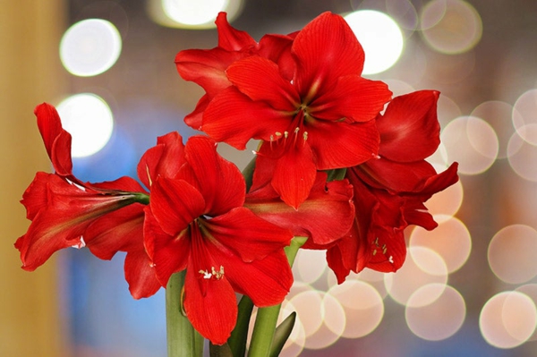 valentinstag strauß Amaryllis rot romantische valentinstagsideen