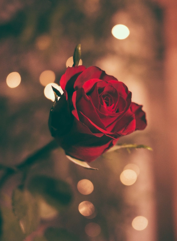 valentinstag strauß rote rose bedeutung