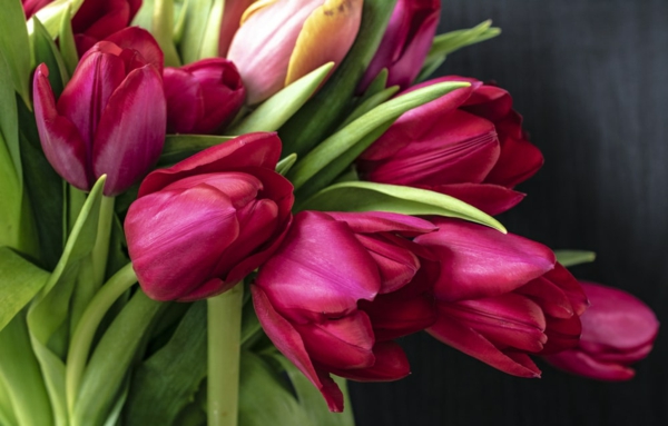valentinstag strauß rote tulpen seine gefühle ausdrücken