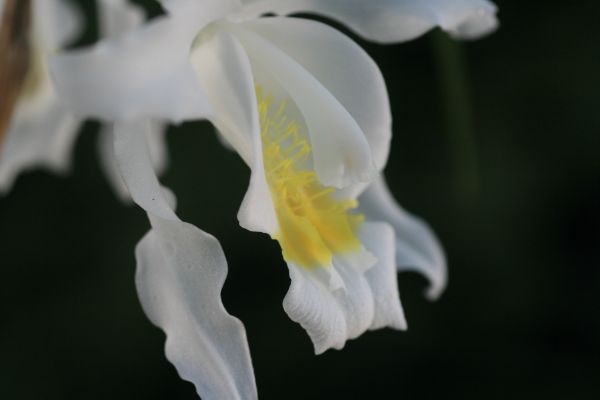 Coelogyne Cristata orchidee
