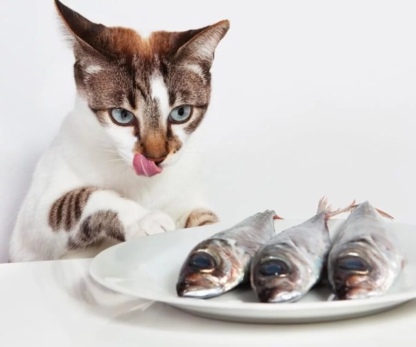 Katzenfutter selber machen – BARF Rezept und Wissenswertes über unsere Samtpfötchen katze fisch futter