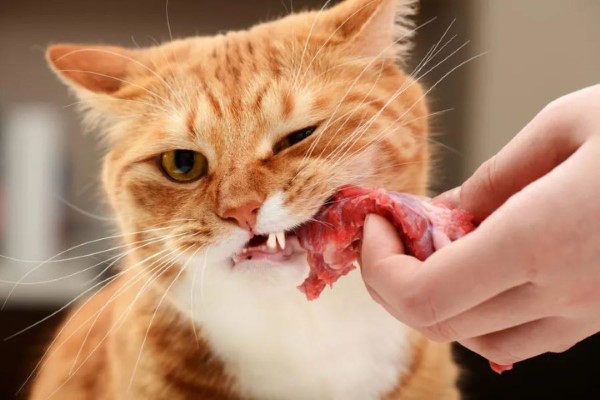 Katzenfutter selber machen – BARF Rezept und Wissenswertes über unsere Samtpfötchen katze frisst rohes fleisch