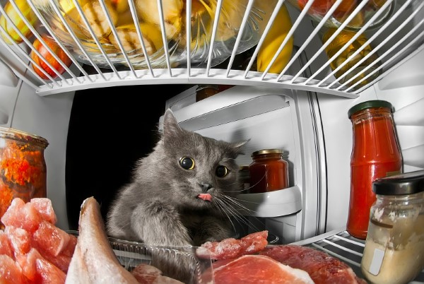 Katzenfutter selber machen – BARF Rezept und Wissenswertes über unsere Samtpfötchen katze kühlschrank fleisch