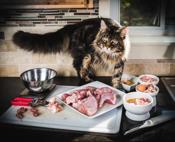 Katzenfutter selber machen – BARF Rezept und Wissenswertes über unsere Samtpfötchen katze rohes futter
