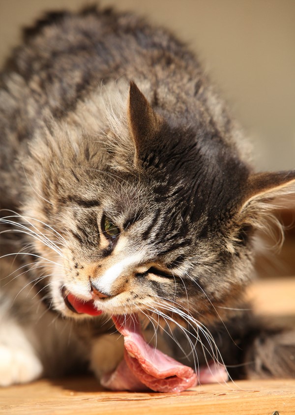 Katzenfutter selber machen – BARF Rezept und Wissenswertes über unsere Samtpfötchen rohes futter für ihre katze