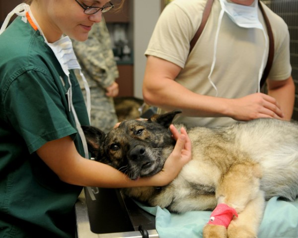 Tierkrankenversicherung und warum jedes Haustier eine haben sollte hund schäferhund tierarzt