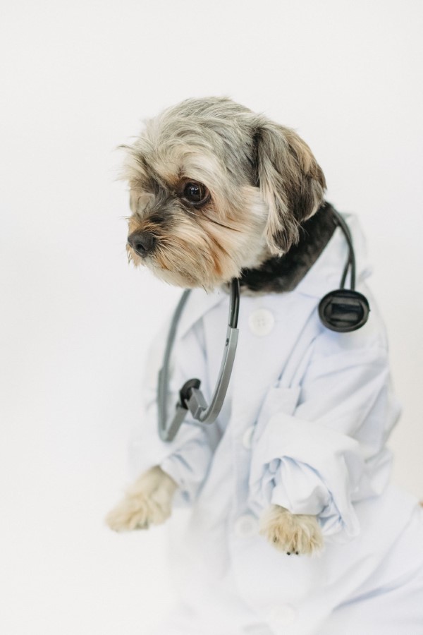 Tierkrankenversicherung und warum jedes Haustier eine haben sollte hund tierarzt lustig