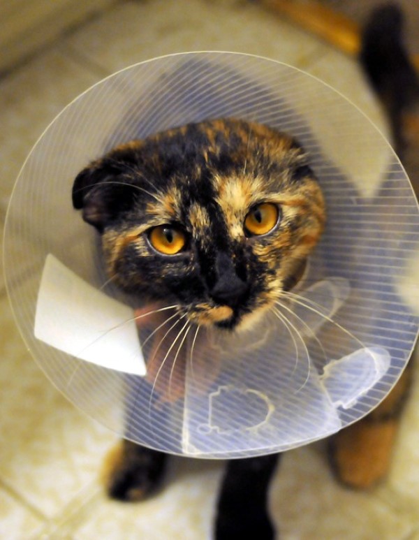Tierkrankenversicherung und warum jedes Haustier eine haben sollte kranke katze versicherung