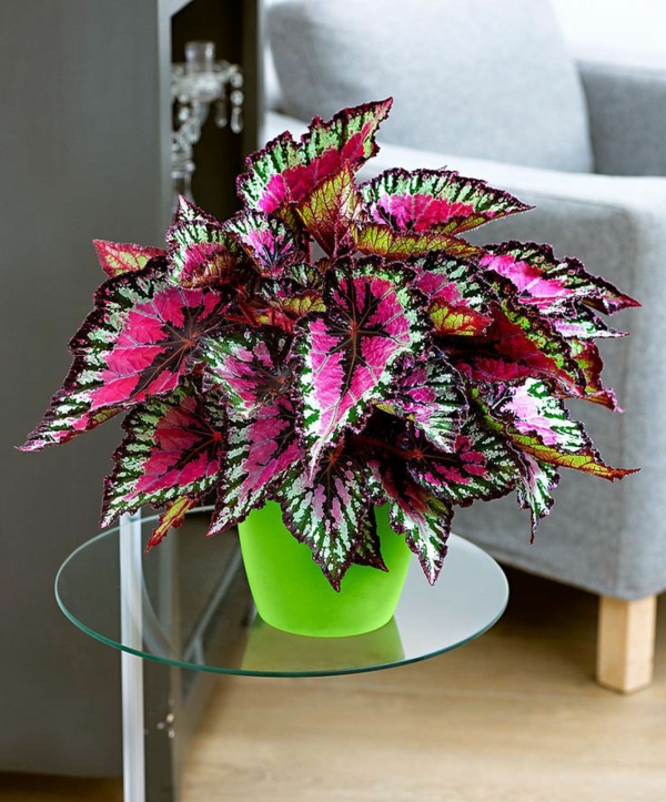 begonie zimmerpflanze prachtvolle blattmusterung wunderschöne farben