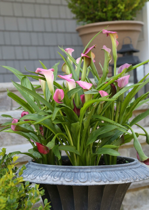 calla zimmerpflanze besondere blüten hohe stiele