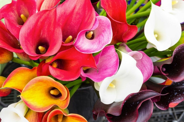calla zimmerpflanze farbenfrohe blüten attraktive zimmerdeko