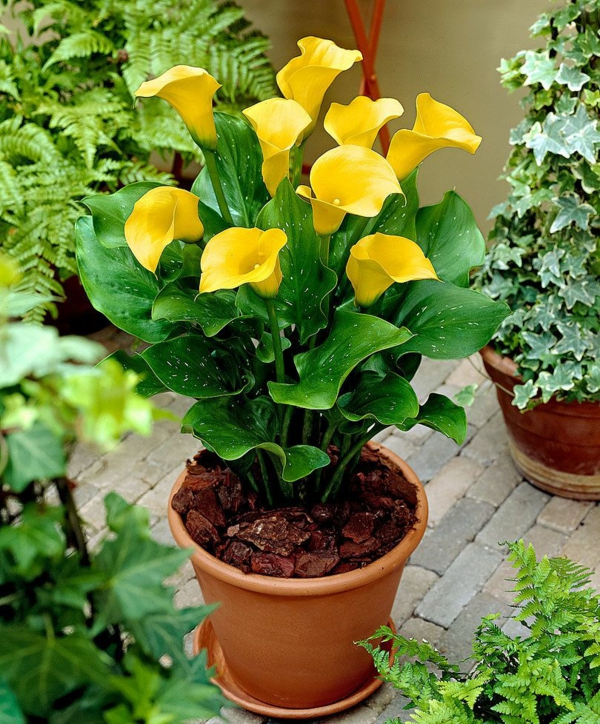 calla zimmerpflanze gelbe blüten frische wohnungsdeko
