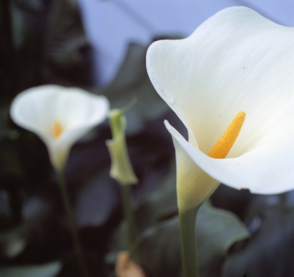 calla zimmerpflanze leicht erkennbar zarte weiße blüten