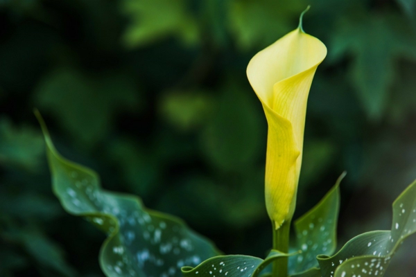calla zimmerpflanze wunderschön aber nicht pflegeleicht