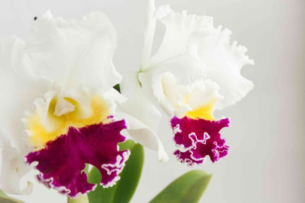 cattleya orchidee tolle ideen