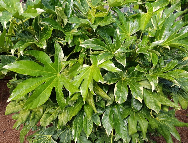 exotische zimmerpflanzen Fatsia japonica ausgefallene blätter