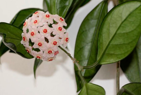 exotische zimmerpflanzen hoya carnosa porzellanblume