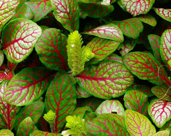 exotische zimmerpflanzen mosaikpflanze ausgefallene schönheit