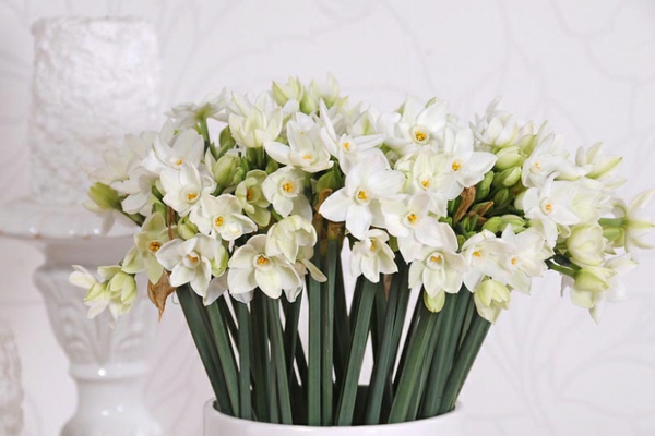 frühlingsblumen im topf Narcissus weiße blüten